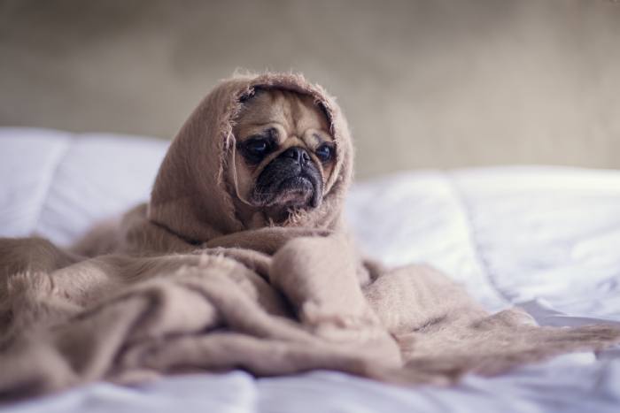 pug dog under blanket on bed looking grumpy